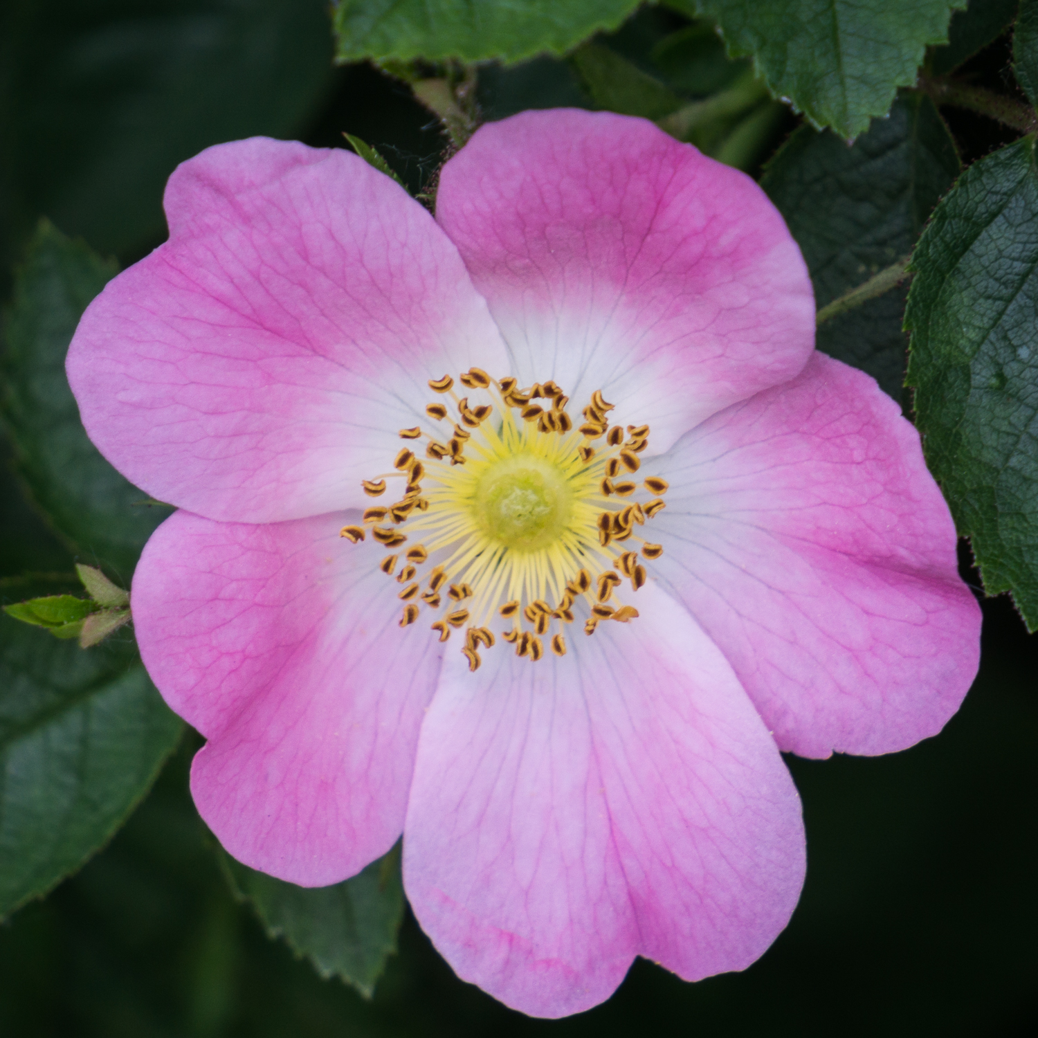 272/365v3 Dog Roses Photography by Mark Seton